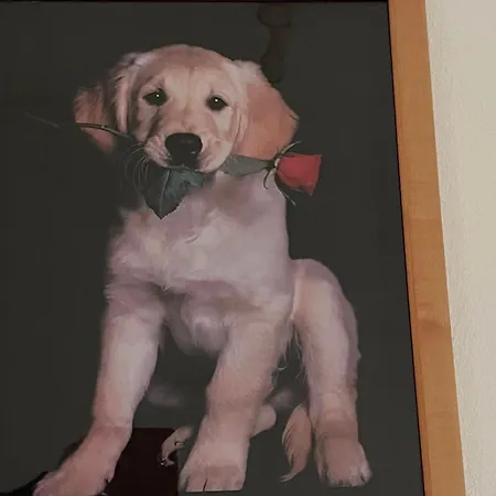Apartamento Hundepension Almfrieden
